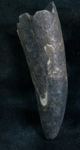 Fossil Sperm Whale Tooth - Georgia #7799